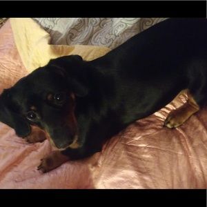 Meet your Posher, Renee